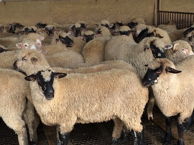 Feedlot lambs