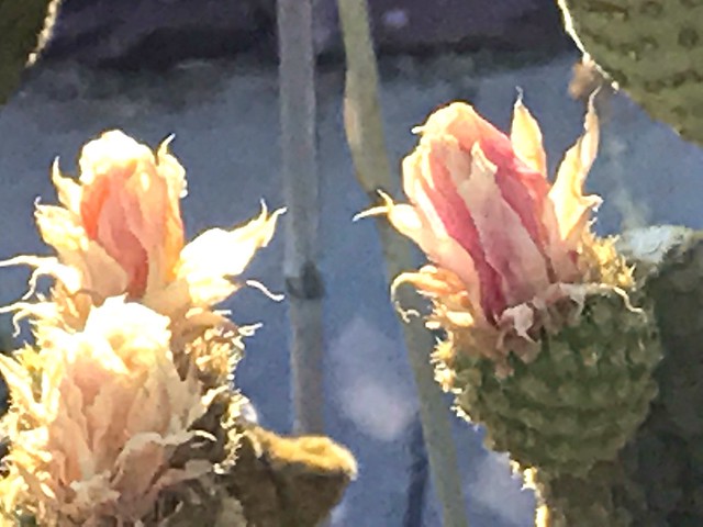 Pink Cactus Flowers On Low Growing Cristate Cactus, aka Anti-Focus Specialist Cactus