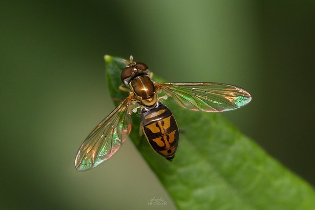 Hoverfly Macro