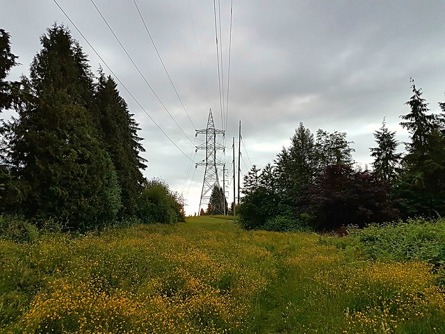 Trees and towers, grass and flowers