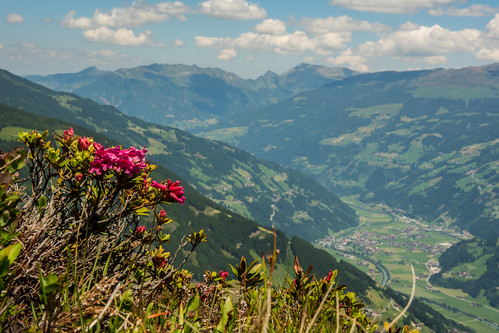 flowers wildflowers mountain alps alpine tuxalps derpenken valley zillertal zillervalley view vista zillertalalps mayrhofenimzillertal tyrol tirol austria österreich nikon d7100 nikond7100