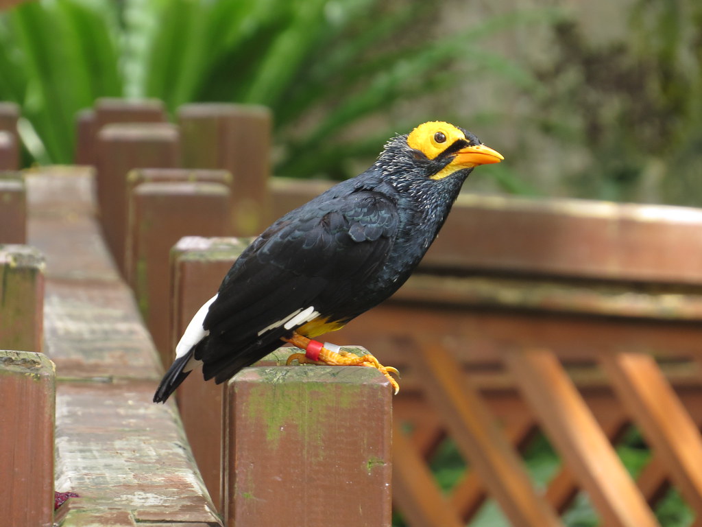 Black Birds with Yellow Beaks in The Golden-crested Myna