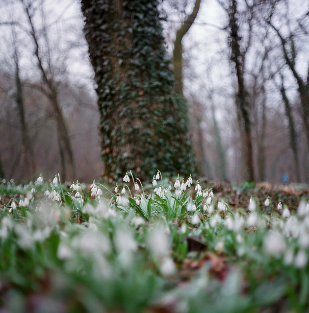 Snowdrops and ivy