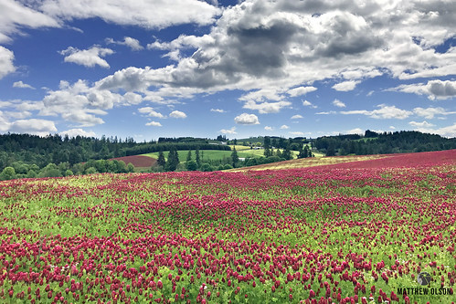 clover crimsonclover spring oregon winecountry landscape fields clouds sky outdoor iphone iphone7 iphone7plus