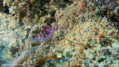 Wananavu Dive