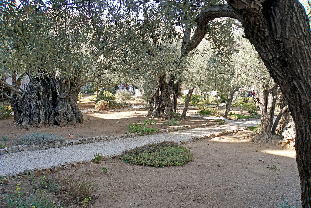Israel 06585 Garden Of Gethsemane Please No Invitations Flickr