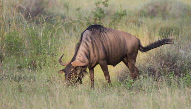 Wildebeest Gnu (Connochaetes gnou) from Entabeni, South Africa