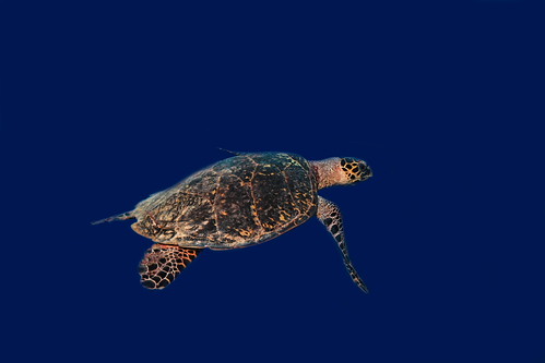 Malediven UW 2009