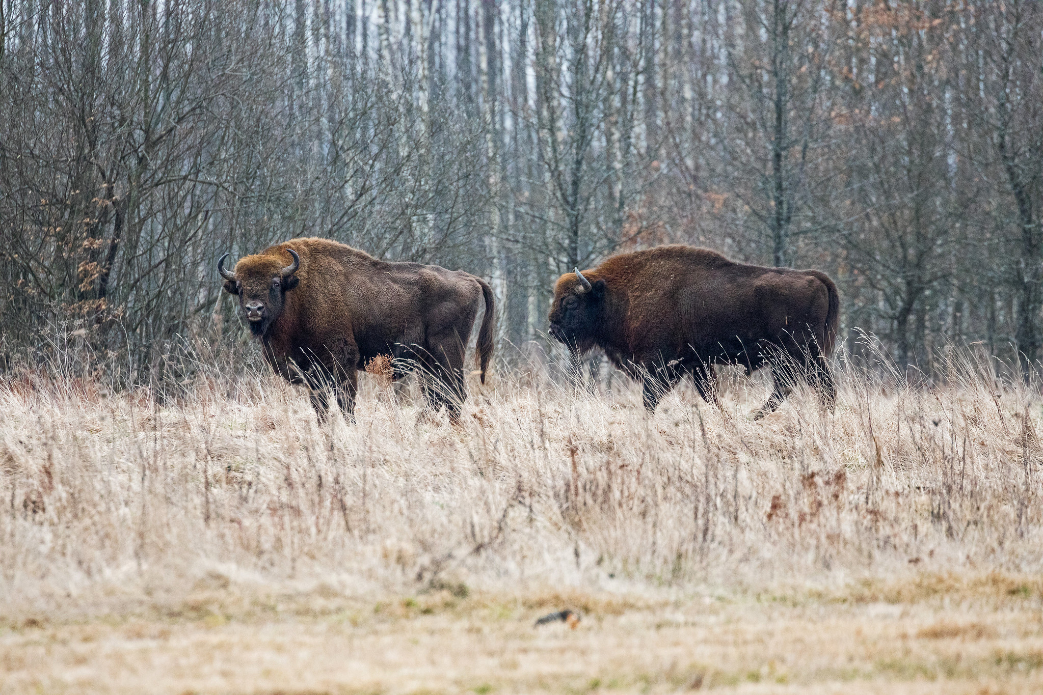 European Bison - Poland