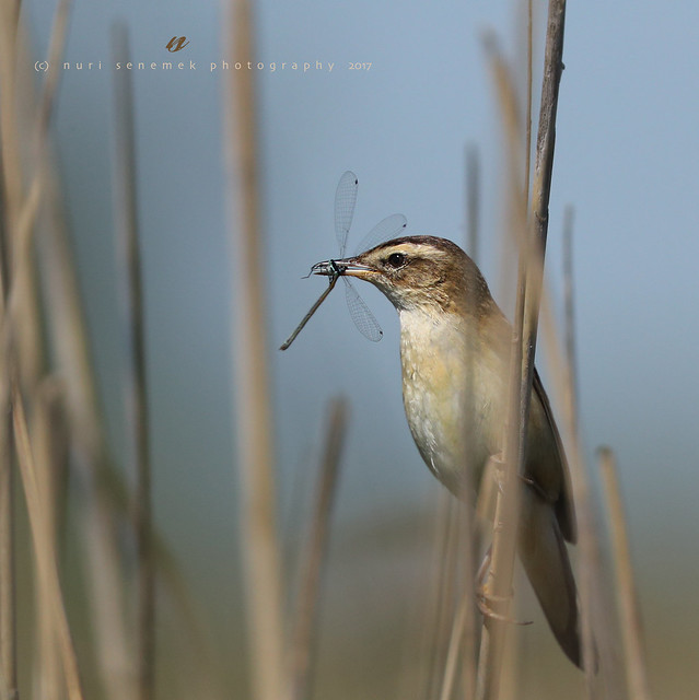 sedge warbler