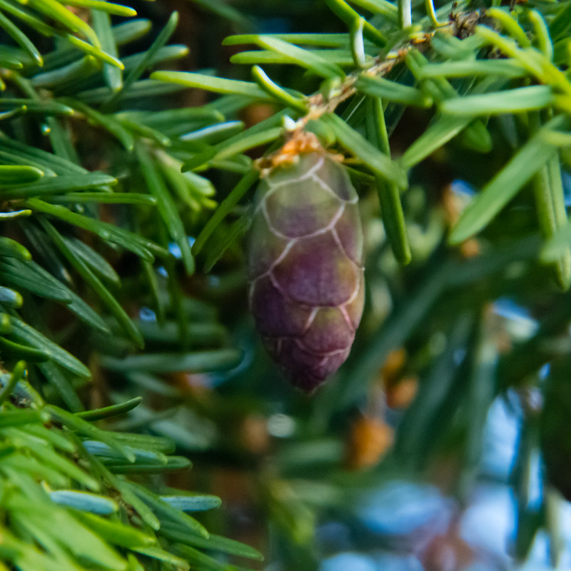 Green, purple: developing cones