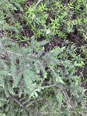 Black spruce, Picea mariana