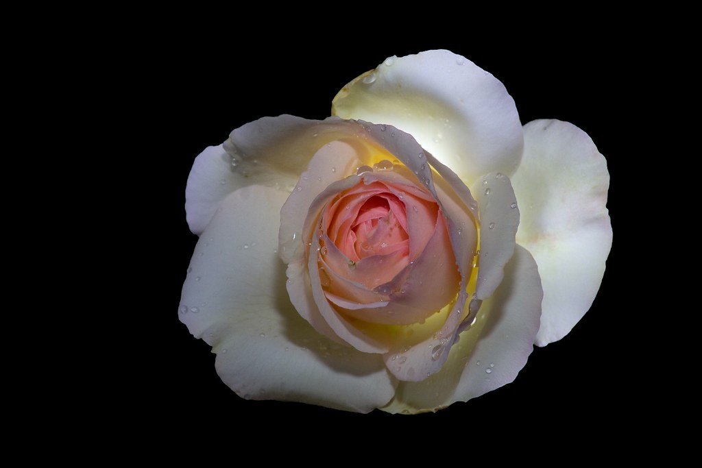 A french garden rose | 