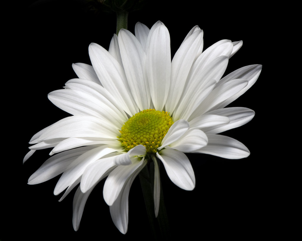 Smooth White 0405 | Thomas Jerger | Flickr