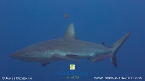 Wananavu Dive