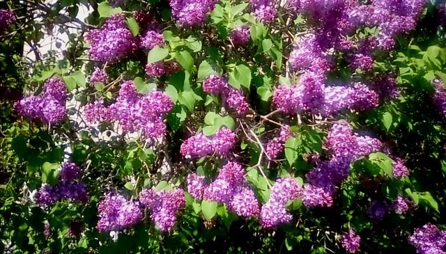 Lots of Lilacs!!