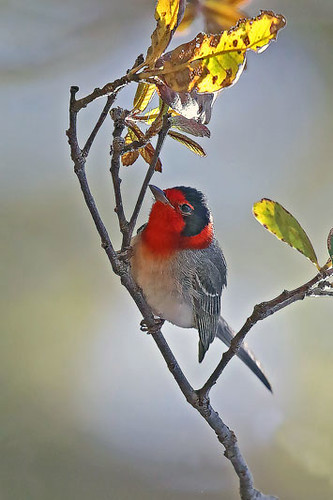 Red-faced Warbler