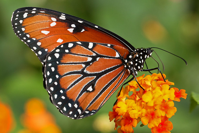 Papillon Reine / Queen butterfly (Danaus gilippus)