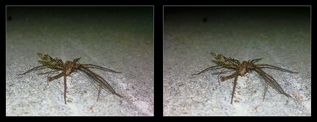 Spider with Crane Fly 3 - Parallel 3D