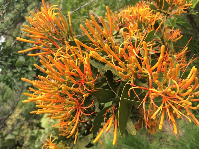 orange protea