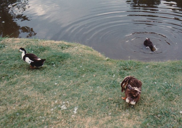 OU Duck Pond
