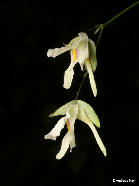 Utricularia asplundii, Lentibulariaceae