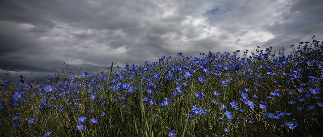 Blue Flax - Grey Sky