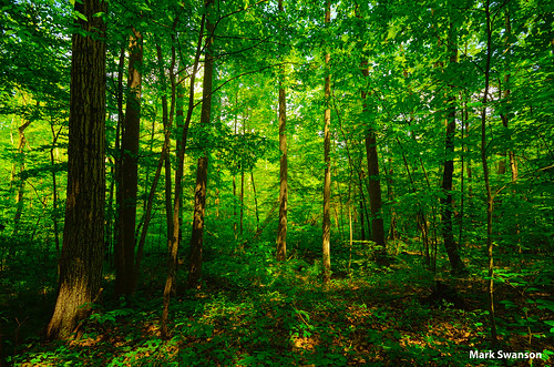 trees wild sunlight tree green nature leaves forest woods nikon michigan wide scenic sigma ferns 1020mm d5100