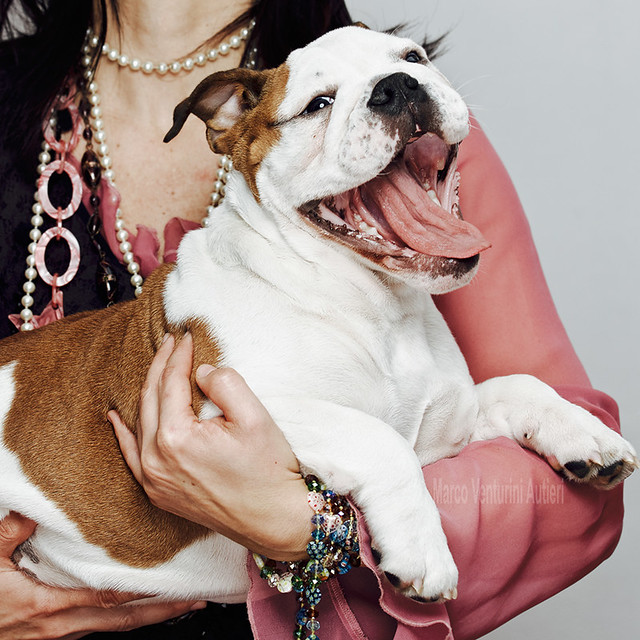 Woman holds affectionately her awesome bulldog