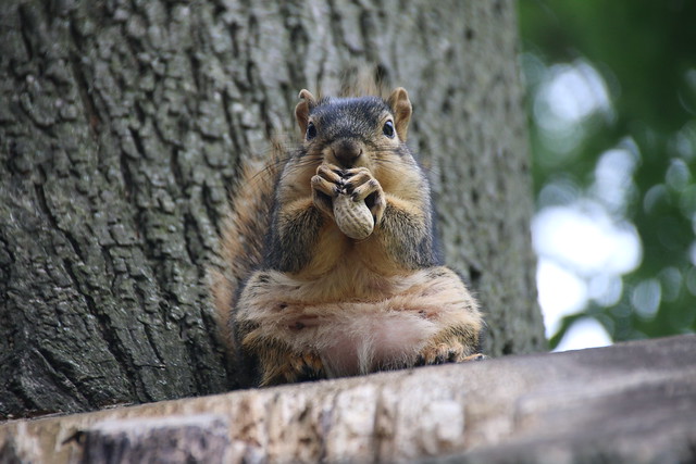 17/365/3304 (June 28, 2017) - Squirrels in Ann Arbor at the University of Michigan (June 28th, 2017)