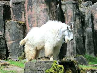 Noble mountain goat | by Ruth and Dave