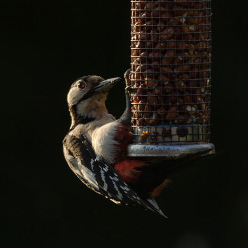 woodpecker in the evening sun-2