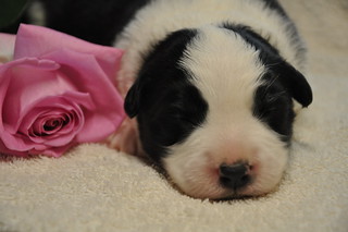 pup6 nieuws | by flaxblossoms.be