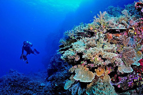 Diving
