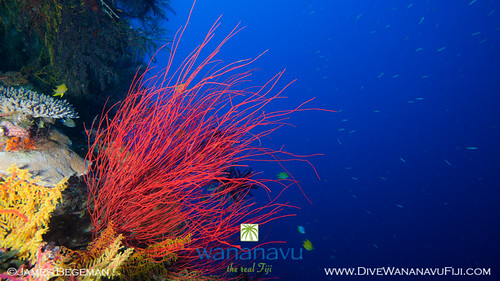 Wananavu Dive