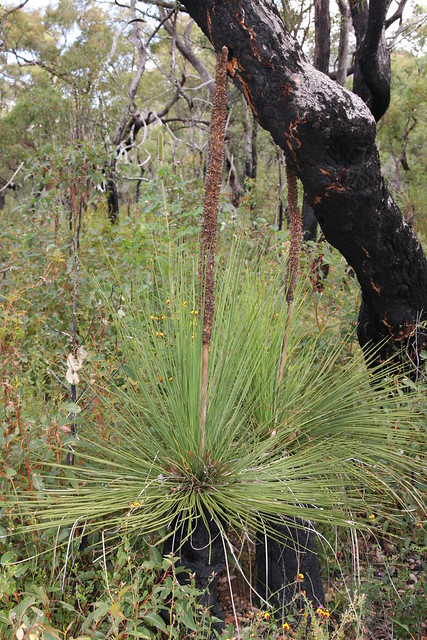 Xanthorrhoea preissii - Balga, Porongurup National Park, South Western Australia