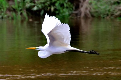 photo of a flying Great Egret