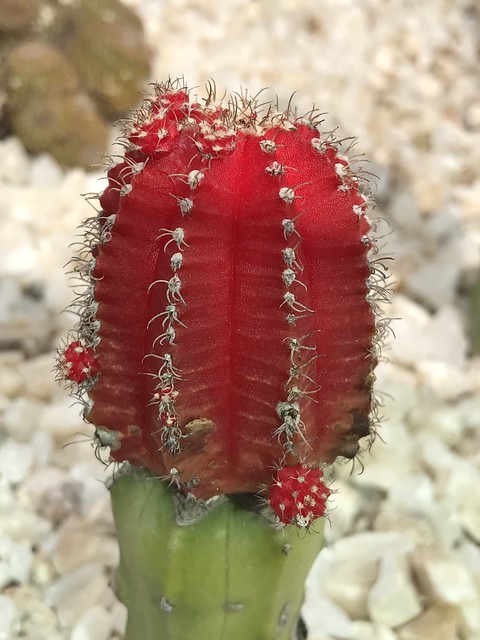 red cacti