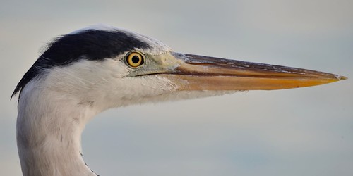 gray heron of fihalhohi island maldives | by Man of Honour