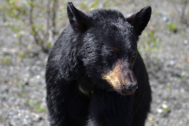 BABY BLACK BEAR CUB (Ursus Americanus)  -  (Selected by GETTY IMAGES)