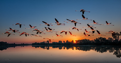 guadalquivir rioguadalquivir river flamingos flamencos sunrise amanecer