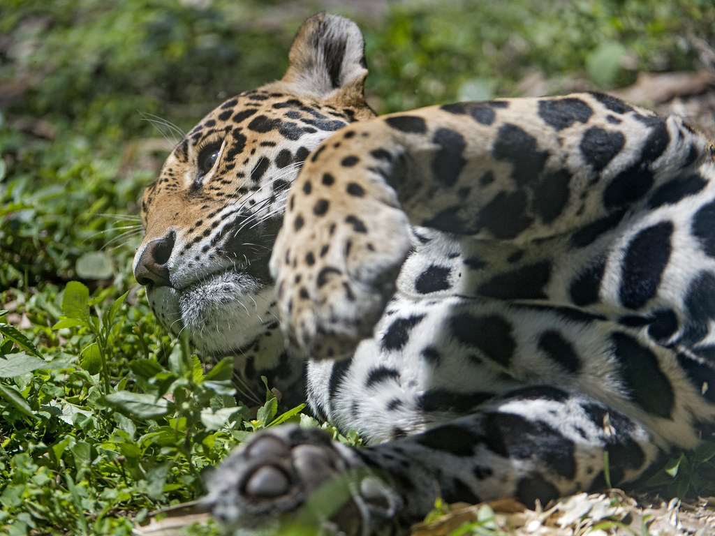 Jaguaress lying down in the grass