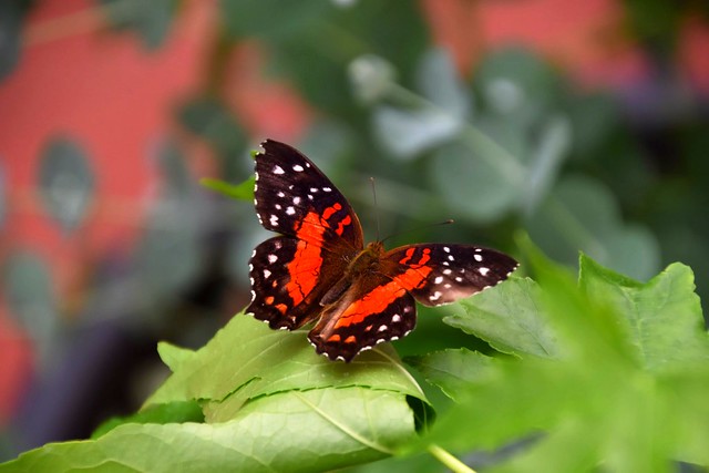Butterfly, Stratford Upon Avon