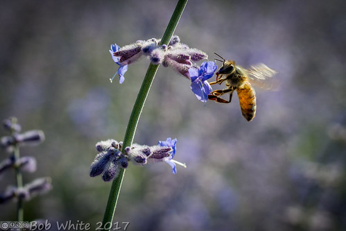 suttercounty california norcal yubacity sierracentralcreditunion landscaping flower evening bee