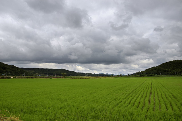 Rice Paddy Landscape