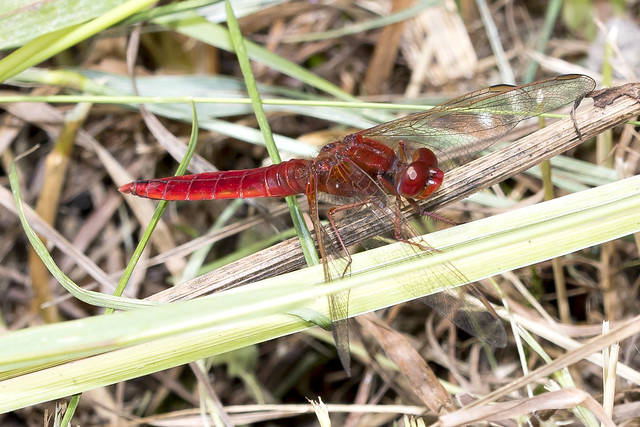 Vuurlibel-Scarlet Dragonfly (Crocothemis erythraea)