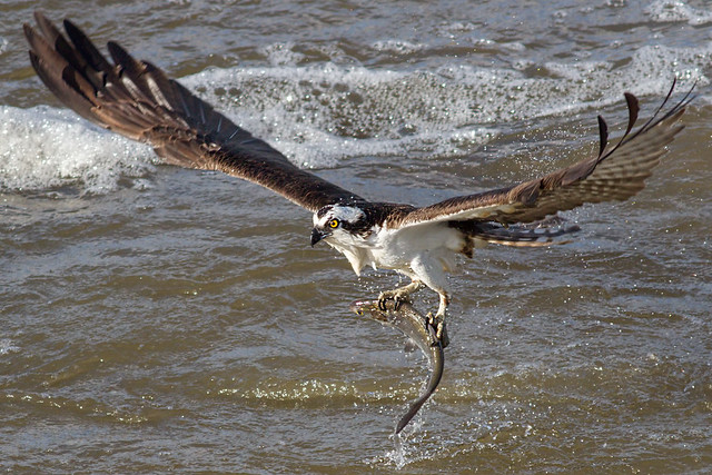 IMG_2591 Osprey with fish