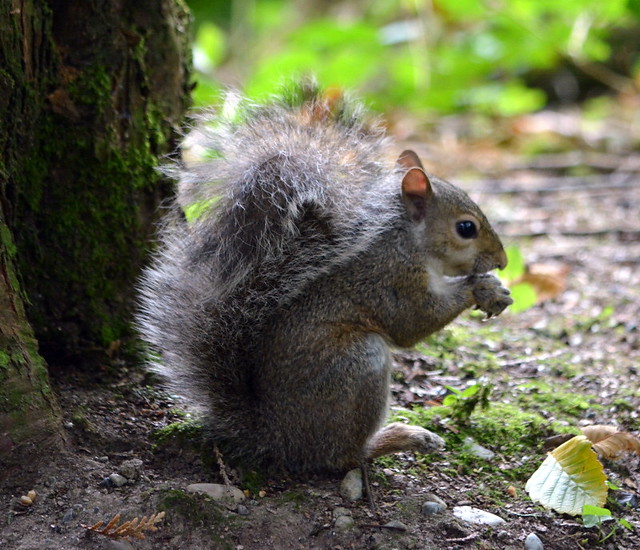 A SQUIRREL, WITH A FLUFFY TAIL....  FISHTRAP CREEK, ABBOTSFORD,  BC.