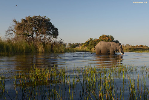 wade wading elephant marsh wetland water moremi moremigamereserve okavangodelta okavango delta botswana image:rating=5 image:id=204719