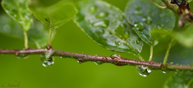 Water drop with reflection on a branch